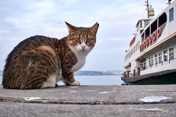 Cat İs Enjoying The Sea View