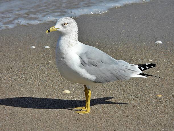 Ring-billed Gull - profile