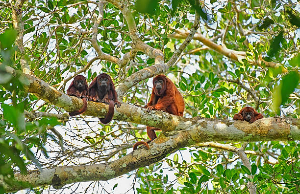 High in the canopy, a family of wild Red Howler Monkeys clings to intertwined branches, their reddish fur glowing in dappled sunlight. Close-knit and alert, they move and watch together, a vivid portrait of social bonds thriving high above the forest floor.
