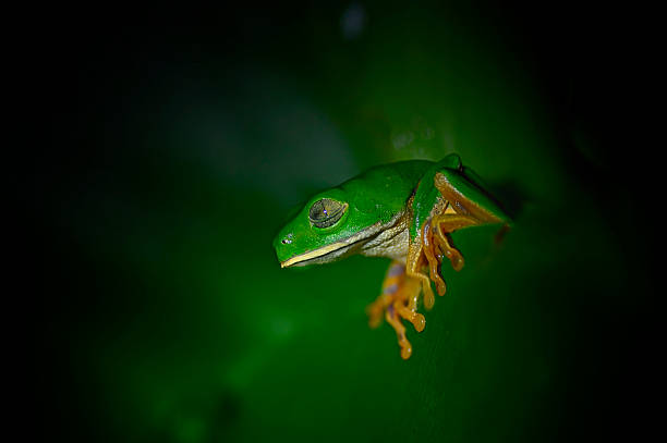 Under the cloak of night, a Tiger-striped Frog (Callymedusa tomopterna) rests on a glossy leaf, its bold stripes standing out against the dark, damp foliage. The soft glow of moonlight and the surrounding shadows give the scene an intimate, almost secretive rainforest atmosphere.