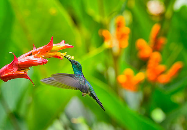 istock Fork-Tailed Woodnymph hummingbird drinking nectar from a flower in the rain 2257814389