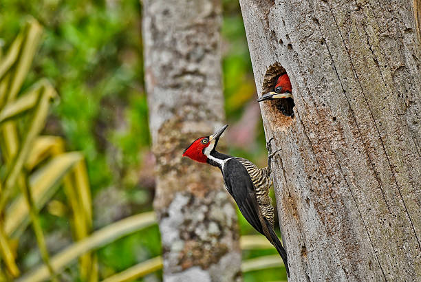 Clinging to the nest opening, a male Crimson-crested Woodpecker leans in to care for his chick, his vivid red crest striking against the bark. The moment feels intimate and focused—a snapshot of devoted parenthood high on the forest trunk.