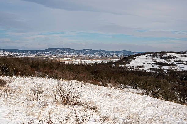Winter Forest