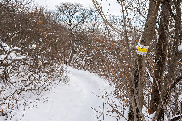 A cross county skinning trail on a sunny winter day.