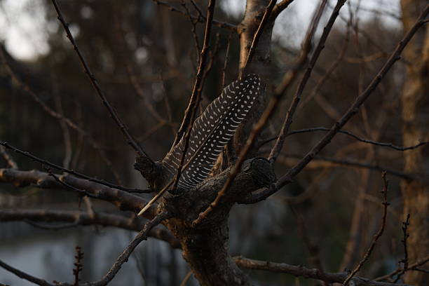 A spotted bird feather resting on dry branches.