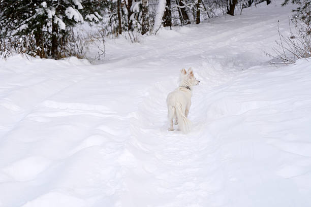 Dog is walking along a snow-covered trail in a tranquil winter forest, surrounded by trees, capturing the essence of exploration and the beauty of nature