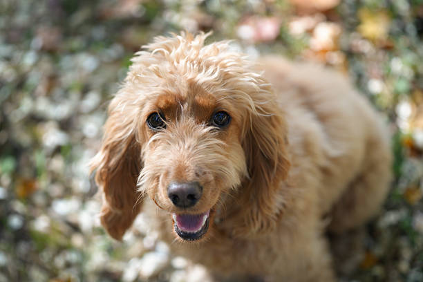 Portrait of Dog shaggy red spaniel looks into camera