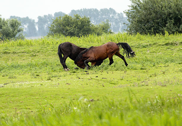 Haflinger horses in the Thuringian Forest