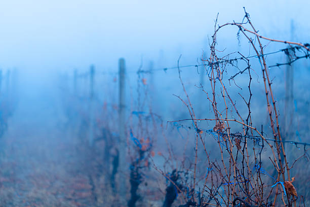 A view of an Oregon vineyard as it curves over hills, backed by wisps and billows of fog above and on the horizon, a beautiful vista of bare vines in winter.