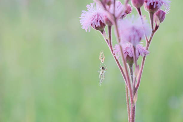 Molting spider hanging from pink flowers with a green background