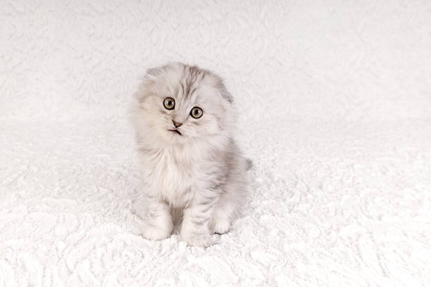 A portrait of a small, fluffy silver tabby kitten with folded ears looking curiously at the camera while sitting on a soft white textured background.