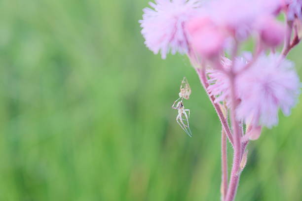 Molting spider hanging from pink flowers with a green background