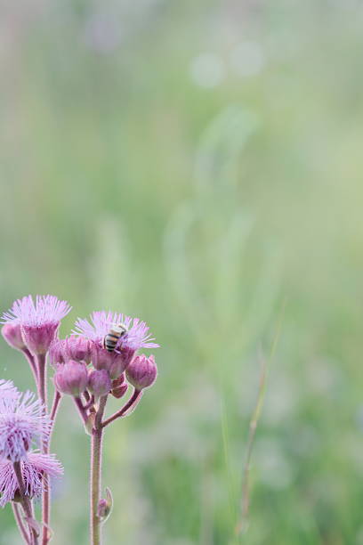 Close-Up of a Bee Pollinating Delicate White Flowers Among Lush Green Foliage in a Vibrant Garden Setting