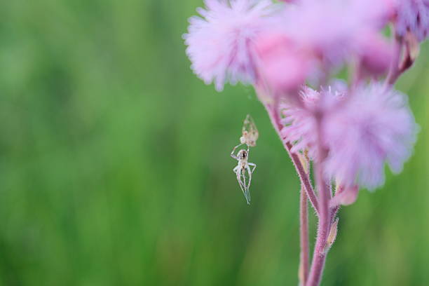 Molting spider hanging from pink flowers with a green background