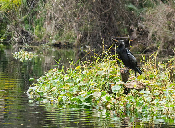 This is a photograph of an anhinga bird perched along the river in Wekiva State Park in Apopka, Florida.