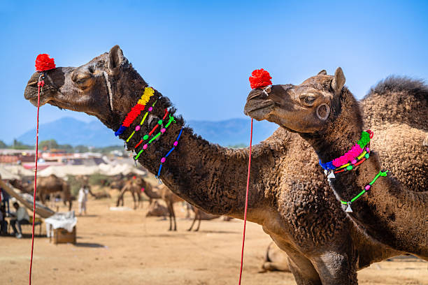 A young Child with Camel  at Pushkar, in the western state of Rajasthan on Thursday Oct. 23, 2025. Photo- Nadeem Khan