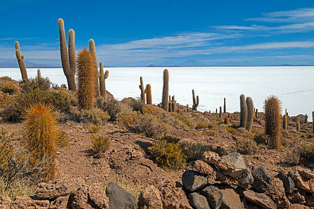 Viewing the Salt Flats From a Desert Island in Salra de Uyuni in Bolivia
