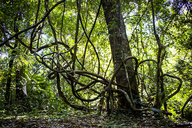 Dense tropical jungle showing a large tree trunk entwined with thick woody lianas. Forming intricate patterns against the vibrant green forest canopy and dappled sunlight filtering through the leaves