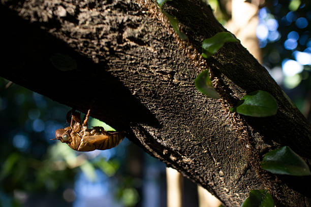Cicada exuvia hanging upside down on textured tree bark, showing the empty shell after the insect's metamorphosis and symbolizing growth, renewal, and the cycle of nature in an outdoor setting