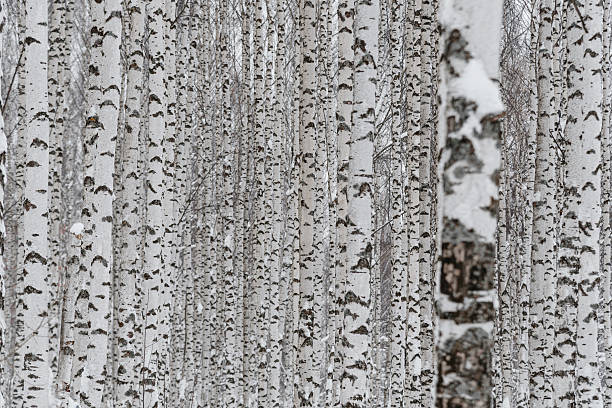 birch grove, birch forest in winter, black and white trees in row, white snow, pattern, nature background