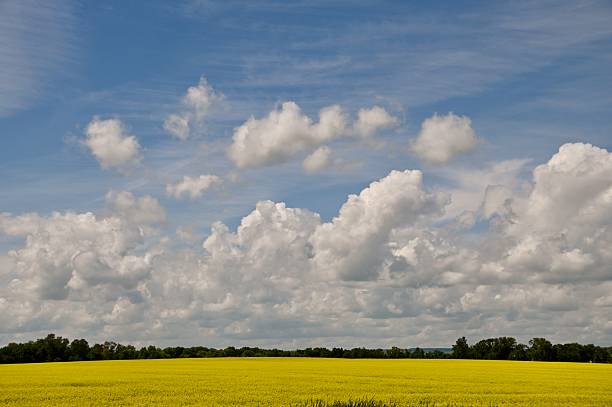 A breathtaking top view of a vibrant waving farm field in Moravia during spring, showcasing bright yellow rapeseed flowers juxtaposed with a rolling fresh green field of new spring grass. The scenic landscape is set against a clear blue sky with white clouds, creating a stunning contrast that highlights the natural beauty of the region. This picturesque scene captures the essence of Moravia's agricultural charm and seasonal splendor.