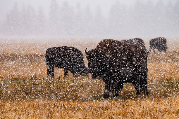 Bison in Yellowstone National Park with snow falling.