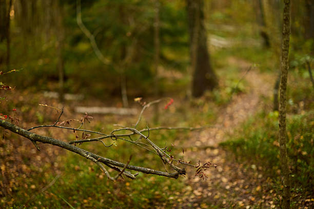 Winding forest path through mossy ground leads eye into scene, low branches framing trail, fallen leaves scattered, dappled