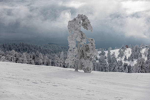 Winter landscape with snow covered trees