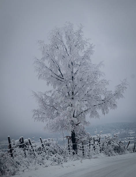Tree Forest Covered by Snow in Winter Landscape