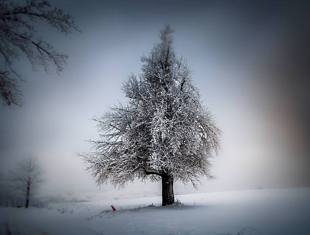 Mountain landscape in the winter with forests and fields covered with snow on Divcibare mountain, popular tourist place in Serbia