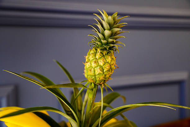 pattern of pineapple with colorful flowers on orange background. minimal creative composition.