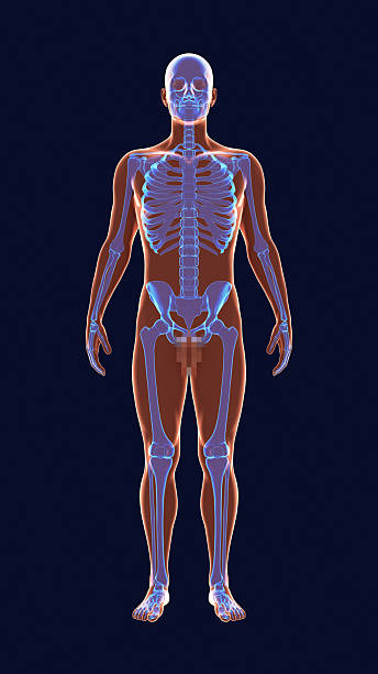 istock 3D illustration of a human male body with a visible skeletal structure 2257854806