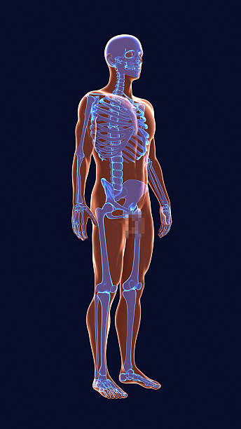 istock 3D illustration of a human male body with a visible skeletal structure 2257854807
