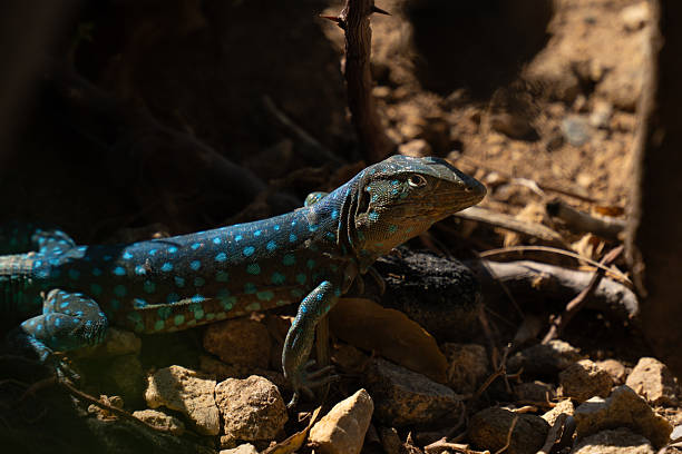 In Aruba’s arid landscape, a lizard with vivid blue spots rests on rocky ground scattered with twigs and dry leaves. Sunlight reveals the intricate texture of its scales, blending camouflage and brilliance in a moment of quiet adaptation.
