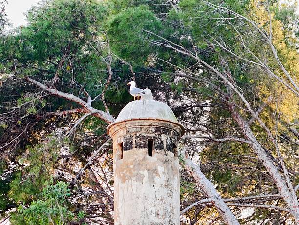 Pine Forest Turret With Perched Pigeon Used As Ornithologist Observation Post, Weathered Stone Column Topped