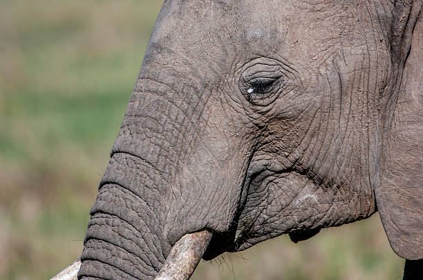 Close-up of African elephant (Loxodonta africana) munching on grasses.Taken on the Serengeti Plains, Masai Mara National Reserve, Kenya, Africa