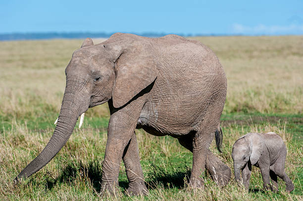 istock Mother African Elephant and Her New Calf 2257862016