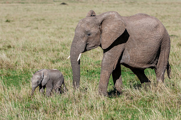 istock Mother African Elephant and Her New Calf 2257862031