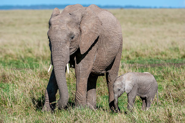 istock Mother African Elephant and Her New Calf 2257862038
