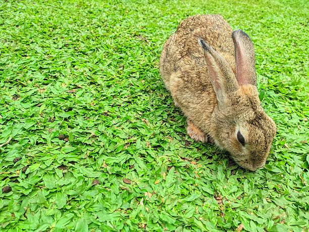 Grey small hare eating grass on summer field. Wild rabbit in nature.