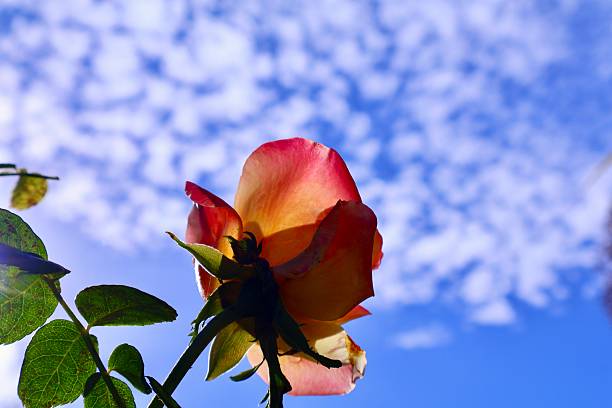 Enchanted Peace rose stands boldly against a blue sky brushed with white clouds.Its luminous yellow heart fades gracefully into pink and carmine red edges.Bright sunlight enhances the layered, velvety texture of its large double petals. Glossy dark green foliage and thorny stems emphasize the rose’s iconic elegance and strength. The strong floral fragrance and resilient growth make this hybrid tea a garden favorite worldwide.