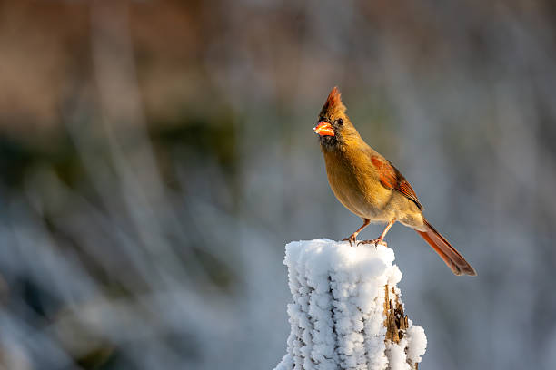 Cardinal rests on a frosty log during winter weather.