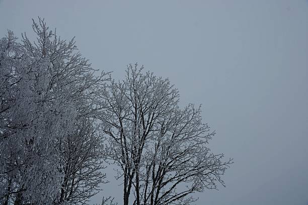 This Picture was made during a snow period in begin January of 2026 in the Netherlands.