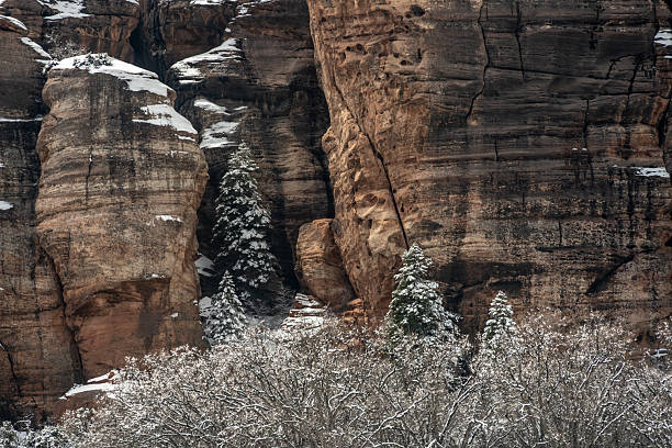 Snow Covered Pine Tree Grows In A Crack In The Sandstone
