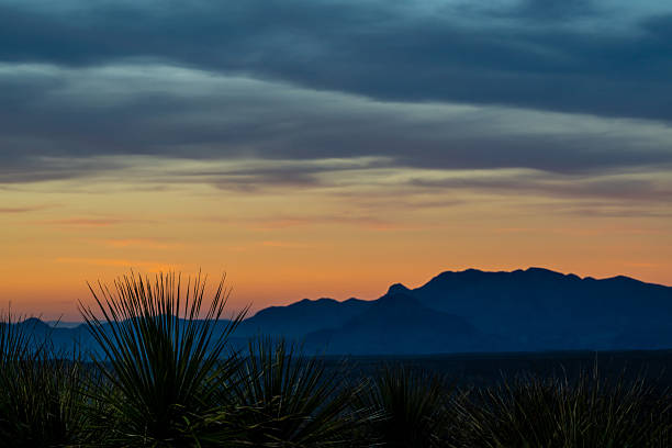 Sotol Plants And Shadows In Evening Light in Big Bend
