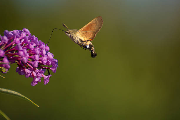 hummingbird hawk-moth (Macroglossum stellatarum) feeding on a purple flower.