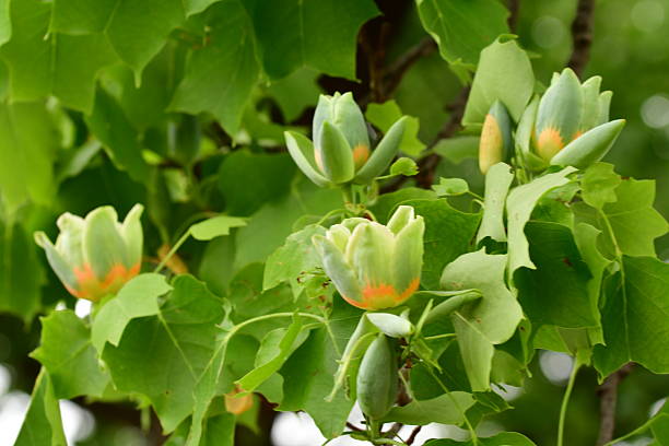 Tulip tree or poplar tree (Liriodendron tulipifera) is large deciduous tree, native to eastern North America, but can be found in Japan as well. It grows to 20-30 meters tall. It is noted for its cup-shaped, tulip-like flowers that bloom in late April and early May. The flowers are greenish-yellow with an orange band at the base of each petal.In Tokyo, you can find them as street trees as well as in some public parks.