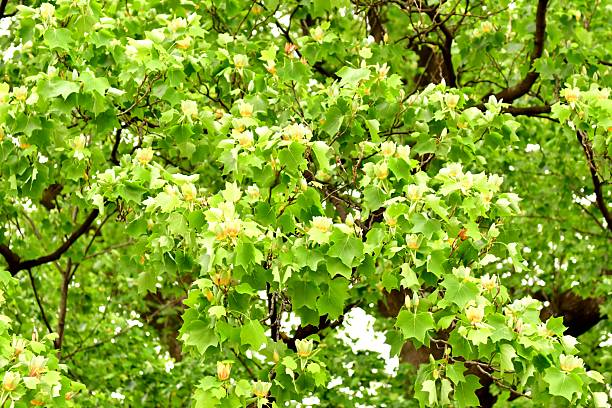 Tulip tree or poplar tree (Liriodendron tulipifera) is large deciduous tree, native to eastern North America, but can be found in Japan as well. It grows to 20-30 meters tall. It is noted for its cup-shaped, tulip-like flowers that bloom in late April and early May. The flowers are greenish-yellow with an orange band at the base of each petal.In Tokyo, you can find them as street trees as well as in some public parks.