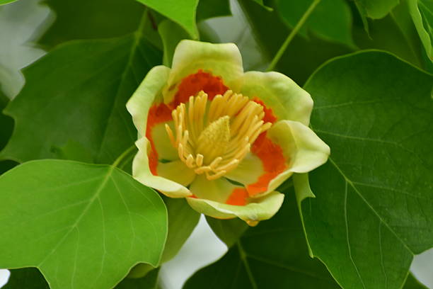 Tulip tree or poplar tree (Liriodendron tulipifera) is large deciduous tree, native to eastern North America, but can be found in Japan as well. It grows to 20-30 meters tall. It is noted for its cup-shaped, tulip-like flowers that bloom in late April and early May. The flowers are greenish-yellow with an orange band at the base of each petal.In Tokyo, you can find them as street trees as well as in some public parks.