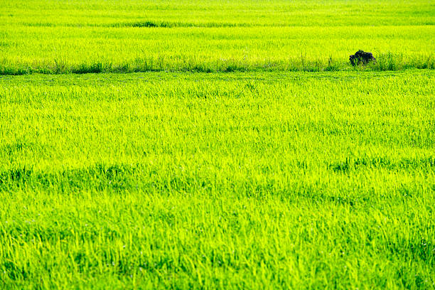 Aerial view of green hills and meadows at sunset in Kalasin Province, Thailand, buffalo grazing Blue sky and clouds in the background